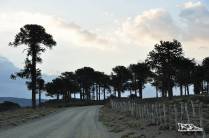 Atravessando a região da Araucania, famosa por seus pinheiros de araucária e também pelos valentes índios mapuche (região de Victoria, no Chile)